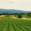 Oprysk herbicydowy na polu rzepaku, zwalczanie chwastów po wschodach