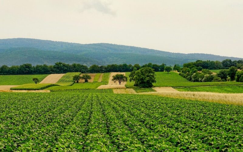 Oprysk herbicydowy na polu rzepaku, zwalczanie chwastów po wschodach